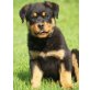 Otto von der Schlossallee, Rottweiler Welpen - Rüde