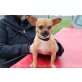 Otto, winziger,lieber Chihuahua-Mix - Rüde