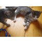 Ottokar und Oswald, Hauskatzen - Kater
