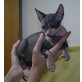 Otylia, Don Sphynx - Katze