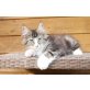 Otys von der Peenemündung, Norwegische Waldkatze - Kater