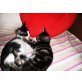 Ouzo & Shiva, Hauskatze - Katze