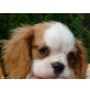 Over The Top, Cavalier King Charles Spaniel Welpen - Rüde