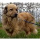 Owen, der besondere Hund - Rüde