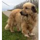 Owen, der ganz besondere Hund - Rüde