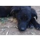Oxana, Labrador Mischling Welpen - Hündin