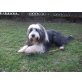 Ozzie, Bearded Collie - Rüde