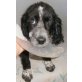 Ozzy, Mischling Welpen - Rüde