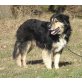 Ozzy, Schäferhund Hütehund Hirtenhund - Rüde