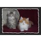 P-Wurf, Norwegische Waldkatze - Kater