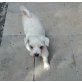 PACO, Bichon maltese - Rüde