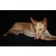 PACO, Podenco - Rüde