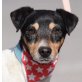 PACO - Ubeda, Bodeguero-Andaluz - kastriert - Rüde