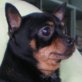 PAKO,  Chihuahua-Rüde, 25-30 cm, ca. 3 Jahre, ca. 3 - Rüde