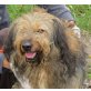PAKO HATTE NOCH NIE EIN ZUHAUSE, Tibet Terrier Pudel - Rüde