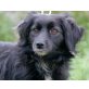 PALOMA 2, Pflegestelle Tirol, SCHWARZE SCHÖNHEIT! Zärtliche SpanielSpitzmix - Hündin
