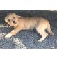 PALOMA, Chihuahua-Mix Welpen - Hündin