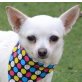 PALOMITAS - Linares, Chihuahua, kastriert - Hündin