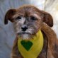 PAMELA - Linares, Terrier-/Schnauzer-Mischling, unkastriert Welpen - Hündin