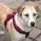 PAMELA, Mix, geb. ca. Mai 2011 Welpen - Hündin