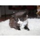 PAMINA, Maine Coon - Katze
