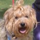 PAMY - Linares, Yorkshire-Terrier - kastriert - Rüde