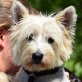 PANADERA - Linares, West Highland White Terrier, kastriert - Hündin