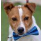 PANCHO - Linares, Jack-Russell-Terrier - kastriert - Rüde