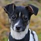 PANDA, Jack-Russell-Mischling, unkastriert Welpen - Hündin