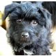 PANSY, -kleines YorkieMixmäderl sucht eigenes Zuhaus Welpen - Hündin