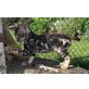 PANTHER, Bengalkatze - Kater
