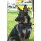 PANYA, Deutscher Schäferhund - Hündin