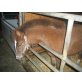 PANYA, Welsh/Lewitzer - Stute