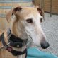 PAOLA, Galga - Hündin