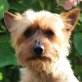 PAOLO, Yorkshire-Terrier - kastriert - Rüde