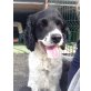 PAQUITO, Cockerspaniel - Rüde