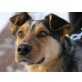 PARKER, Australischer Schäferhund - Rüde
