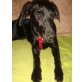 PARMA - Pflegestelle Österreich, Whippet-Labrador-Mix - Hündin