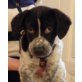 PASCO, Pflegestelle Wien, Pinscher-Mix Welpen - Rüde