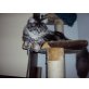 PASHA, Maine Coon - Kater