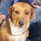 PATRI - Ubeda, Beagle-Mischling, kastriert - Hündin