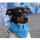 PATRICIO - Ubeda - kastriert, Spanischer-Jack-Russell (Bodeguero Andaluz) - Rüde