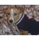 PATSY, Pinscher Dackelmix, Pflegestelle Wien Welpen - Hündin