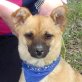 PATTY, Chihuahua-Mischling, kastriert Welpen - Hündin
