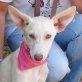 PATTY - Ubeda, Podenco-Mischling, unkastriert Welpen - Hündin