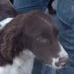 PAU, geb. ca. Anfang Juni 2011, Englischer Springer-Spaniel (Mix?) Welpen - Rüde