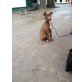 PAUL, Labbi-Mix - Rüde