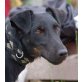 PAULE 'Yukki', Pflegestelle Niederösterreich, Aufgeweckter entzückender Familienhund - Rüde