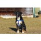PAULI, Labrador - Appenzeller Sennenhund Mix - Rüde
