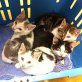 PAULI, PEPE, RONJA und ZORA , Europäische Kurzhaarkatze - Kater